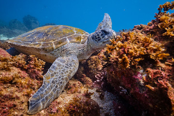 Green sea turtle on the ocean floor among coral
