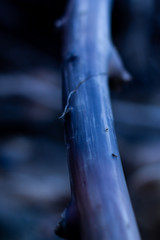 Tree Branch 