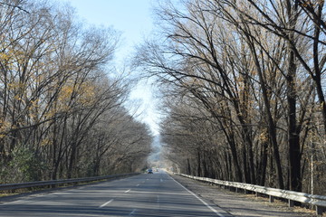 Carretera boscosa