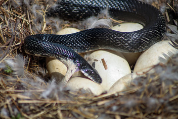 Naklejka premium Hungry Snake 