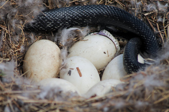 Snake Eating Eggs 