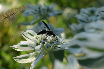 Wasp on a Flower