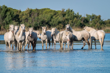 A herd of white horses stand in shallow water casting a reflection.  Image taken in the Camargue, France.
