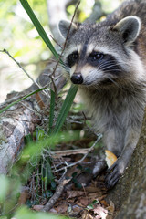 Racoon