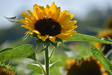Single Sunflower