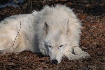 Obraz premium White wolf sleeping on a bed of Fall leaves