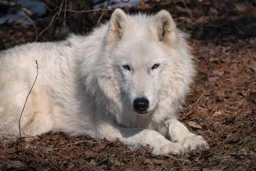 Sleepy white wolf resting on a bed of Fall leaves