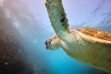 Green sea turtle eating seaweed underwater in Australia
