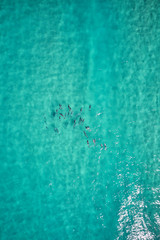 Dolphins swimming in blue water and surfing waves