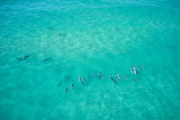 Dolphins swimming in blue water and surfing waves