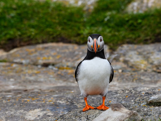 Atlantic Puffin Standing on Cliff's Rock ,  Portrait