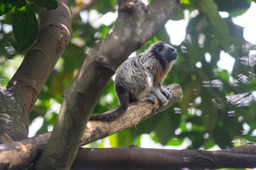 Mono Titi en arbol, Colombia