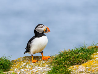 atlantic puffin,puffin, Fratercula arctica,adult,animal,atlantic,beak,bird,black,blue,body,canada,clear,common puffin,cute, elliston, bonavista,endangered, eyes,feathers, grass,green,looking, nature,n