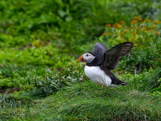 Obraz premium Atlantic Puffin with Open Wings Standing on the Nesting Site of the Cliff