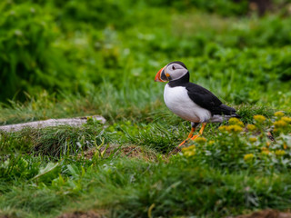 Fototapeta premium Atlantic Puffin Resting on the Nesting Site of the Cliff