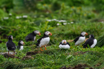 Fototapeta na wymiar Group of Atlantic Puffins Resting on the Nesting Site on the Cliff