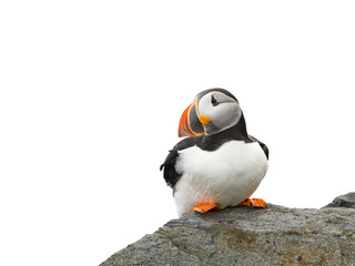 Atlantic Puffin on White Background, Isolated Portrait