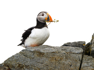 Atlantic Puffin on White Background, Isolated Portrait