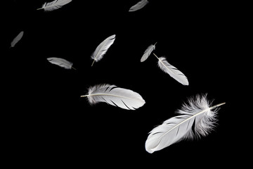 abstract, white feathers bird floating in the dark