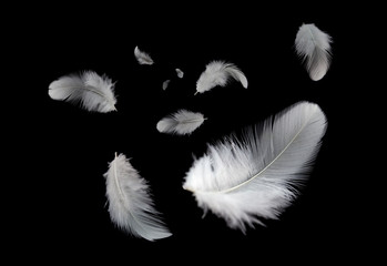 Obraz premium abstract, white feathers bird floating in the dark