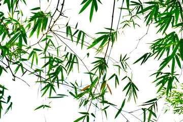 Obraz premium Green bamboo leaves isolated on white background