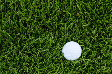 White golf ball deep in the tall grass of the rough, early morning dew on the grass