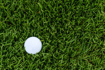 White golf ball deep in the tall grass of the rough, early morning dew on the grass