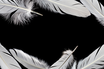 white feathers on black background with copy space