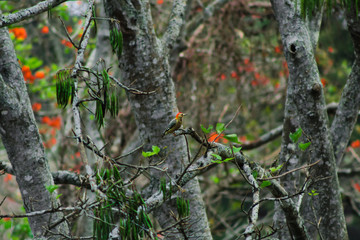 Little red-bellied woodpecker in the middle of the forest.