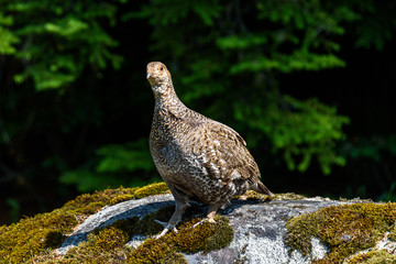Inquisitive grouse standing on a moss and lichen covered boulder watching with curiosity, evergreen trees in background