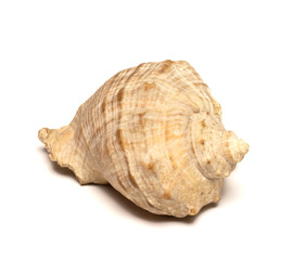  sea ​​shell lies on a white background