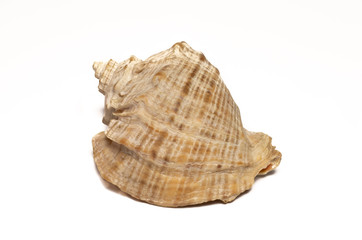  sea ​​shell lies on a white background