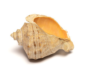  sea ​​shell lies on a white background