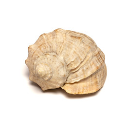  sea ​​shell lies on a white background