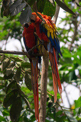 Papagayos o guacamayas descansando en un árbol