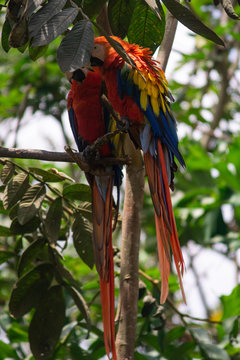 Papagayos o guacamayas descansando en un &aacute;rbol