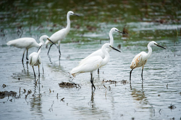 White Heron, Bittern,or Egret walking in the fields in Thailand.shallow focus effect.