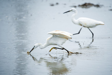 White Heron, Bittern,or Egret walking in the fields in Thailand.shallow focus effect.
