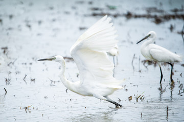 White Heron, Bittern,or Egret flying in the fields in Thailand.shallow focus effect.
