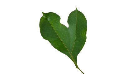 Green leaf, unnatural leaves isolated on white background with clipping path.