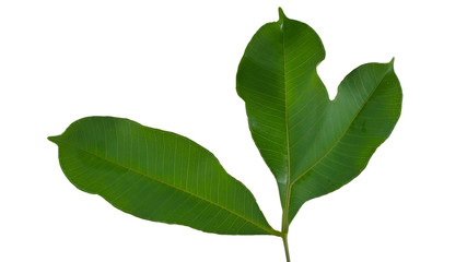 Green leaf, unnatural leaves isolated on white background with clipping path.