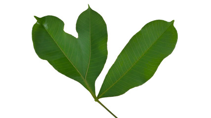 Green leaf, unnatural leaves isolated on white background with clipping path.