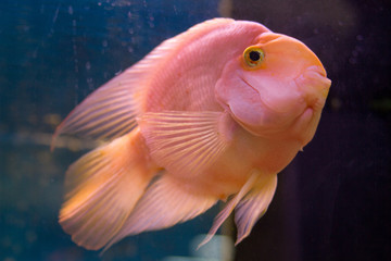 Obraz premium Fish in the aquarium