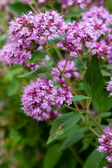 Origanum (oregano) vulgare in garden. Flowers of origanum vulgare in natural background.