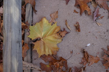 Maple leaves scattered along a park trail