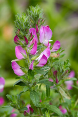 Field Restharrow, Ononis arvensis in garden. Bee on Flower of ononis arvensis. Cultivation of medicinal plants in the garden.