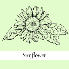 Sunflower, sketch, graphics