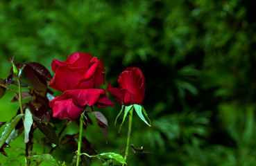 Art photo rose petals isolated on the natural blurred background. Closeup. For design, texture, background. Nature.