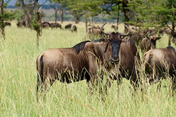 Herd of Wildebeest