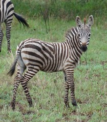 Fototapeta na wymiar baby zebra in serengeti national park tanzania africa